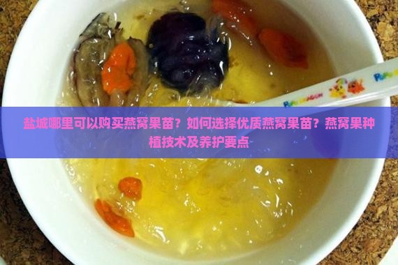 盐城哪里可以购买燕窝果苗？如何选择优质燕窝果苗？燕窝果种植技术及养护要点