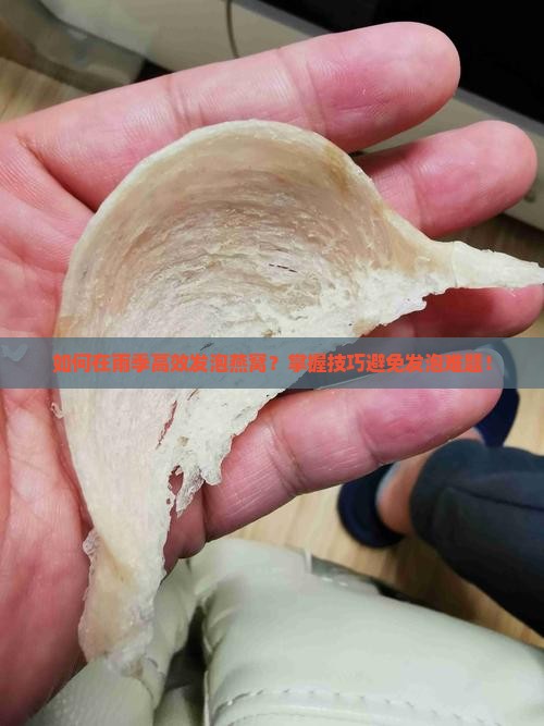 如何在雨季高效发泡燕窝？掌握技巧避免发泡难题！