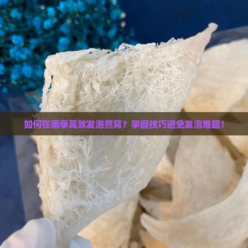 如何在雨季高效发泡燕窝？掌握技巧避免发泡难题！