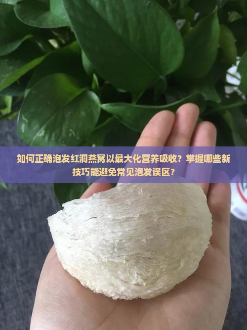 如何正确泡发红洞燕窝以最大化营养吸收？掌握哪些新技巧能避免常见泡发误区？