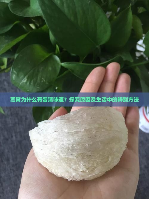 燕窝为什么有蛋清味道？探究原因及生活中的辨别方法