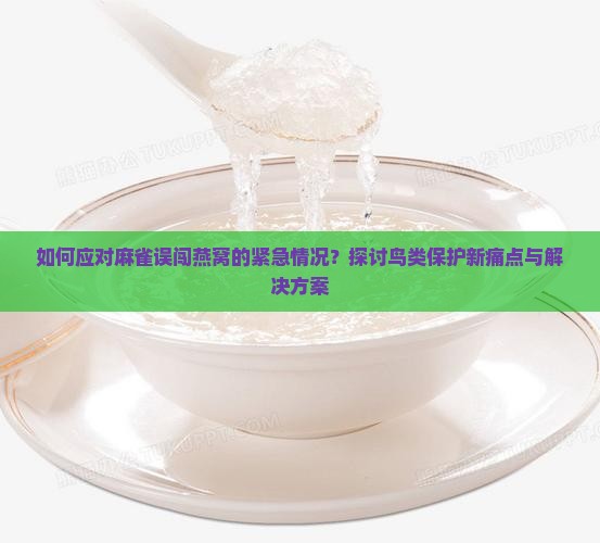如何应对麻雀误闯燕窝的紧急情况？探讨鸟类保护新痛点与解决方案