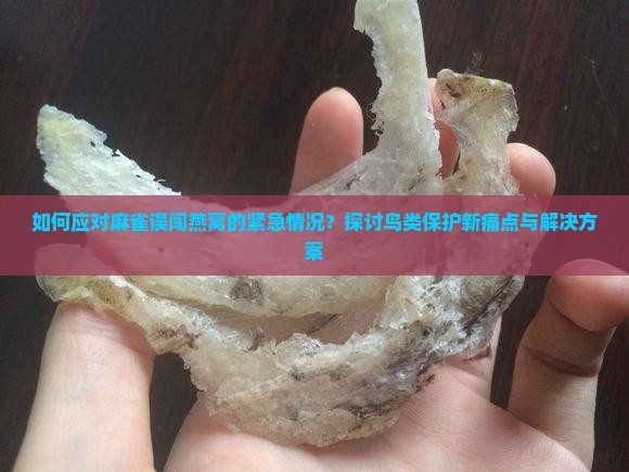 如何应对麻雀误闯燕窝的紧急情况？探讨鸟类保护新痛点与解决方案