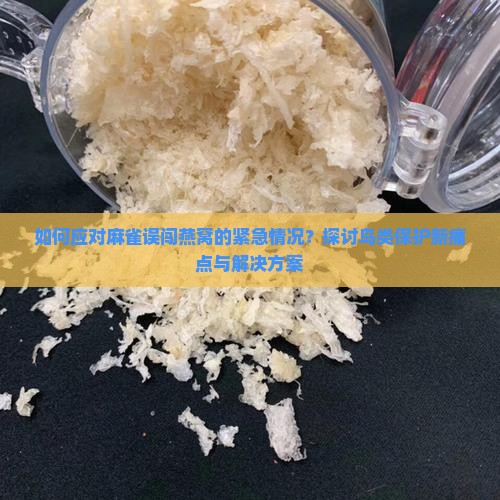 如何应对麻雀误闯燕窝的紧急情况？探讨鸟类保护新痛点与解决方案