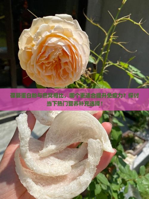 葆婴蛋白粉与燕窝相比，哪个更适合提升免疫力？探讨当下热门营养补充选择！