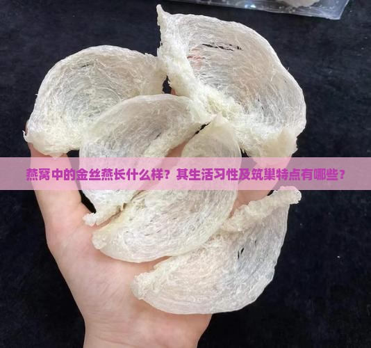 燕窝中的金丝燕长什么样？其生活习性及筑巢特点有哪些？