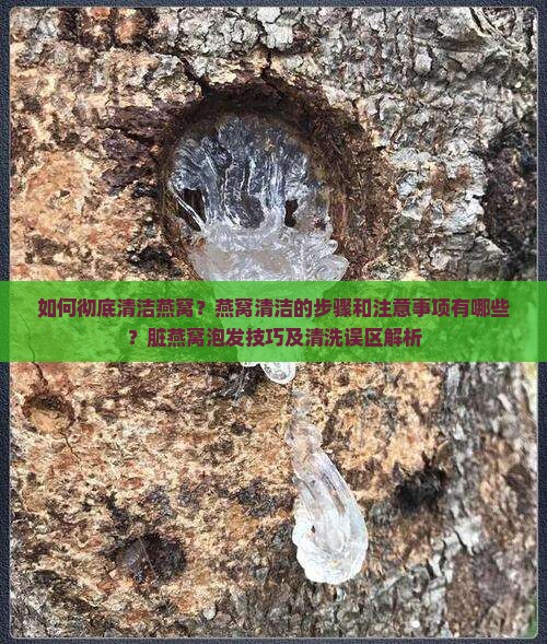 如何彻底清洁燕窝？燕窝清洁的步骤和注意事项有哪些？脏燕窝泡发技巧及清洗误区解析