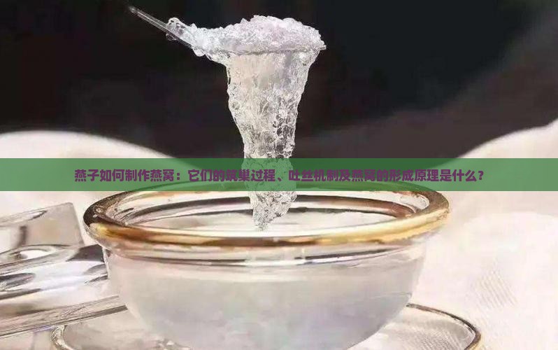 燕子如何制作燕窝：它们的筑巢过程、吐丝机制及燕窝的形成原理是什么？