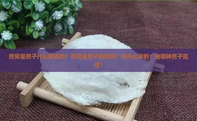 燕窝是燕子什么做成的？燕窝是燕子的窝吗？是什么样的？由哪种燕子筑造？