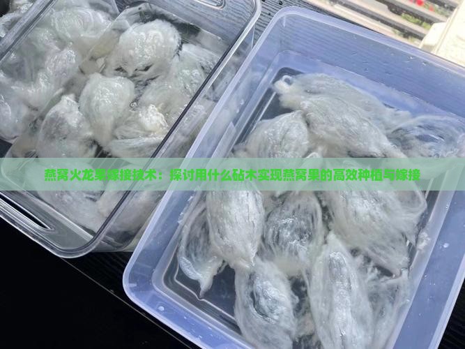 燕窝火龙果嫁接技术：探讨用什么砧木实现燕窝果的高效种植与嫁接