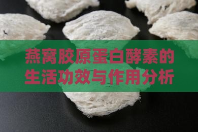 燕窝胶原蛋白酵素的生活功效与作用分析