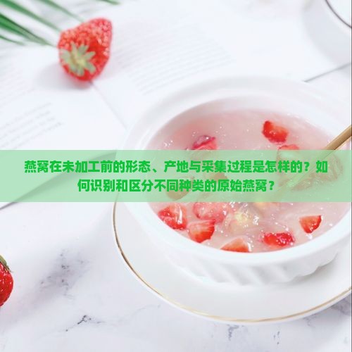 燕窝在未加工前的形态、产地与采集过程是怎样的？如何识别和区分不同种类的原始燕窝？