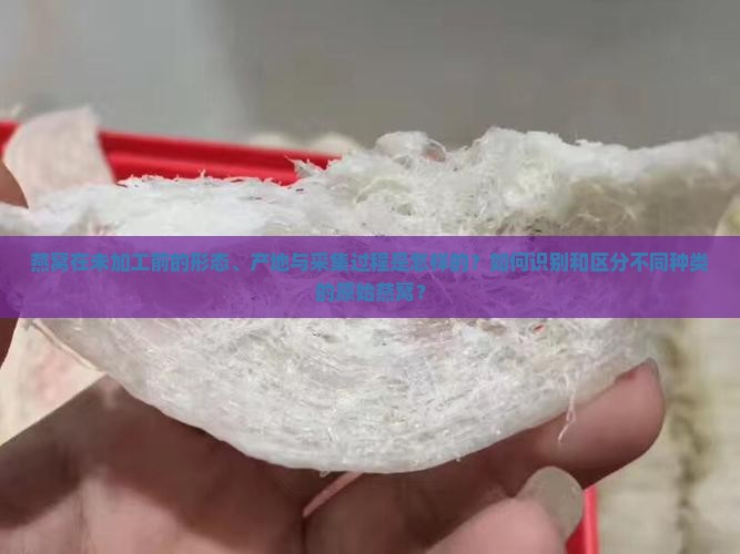 燕窝在未加工前的形态、产地与采集过程是怎样的？如何识别和区分不同种类的原始燕窝？