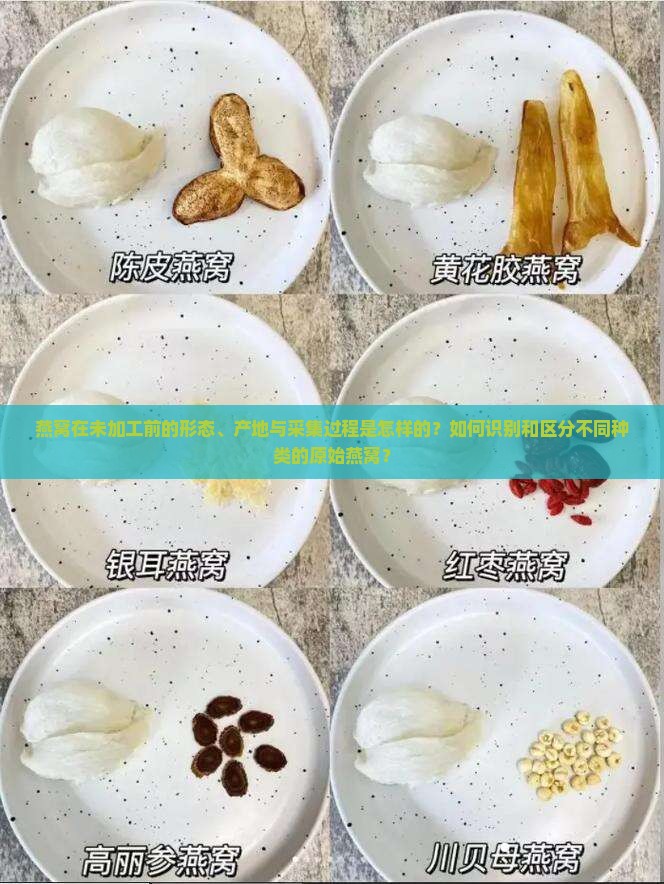 燕窝在未加工前的形态、产地与采集过程是怎样的？如何识别和区分不同种类的原始燕窝？
