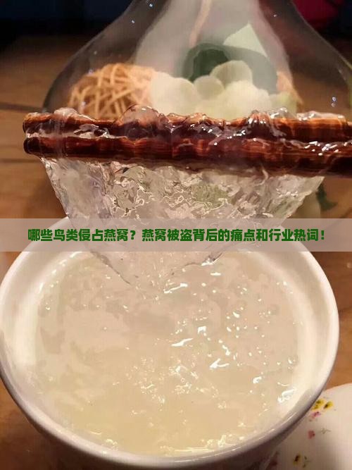 哪些鸟类侵占燕窝？燕窝被盗背后的痛点和行业热词！