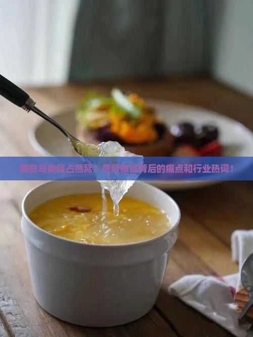 哪些鸟类侵占燕窝？燕窝被盗背后的痛点和行业热词！