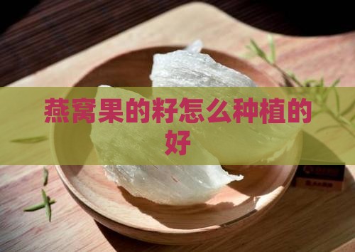 燕窝果的籽怎么种植的好