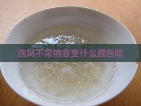 燕窝不采摘会变什么颜色呢