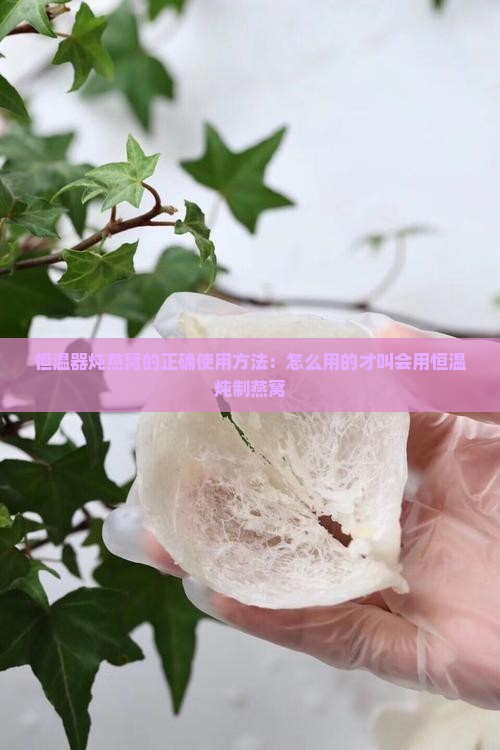恒温器炖燕窝的正确使用方法：怎么用的才叫会用恒温炖制燕窝