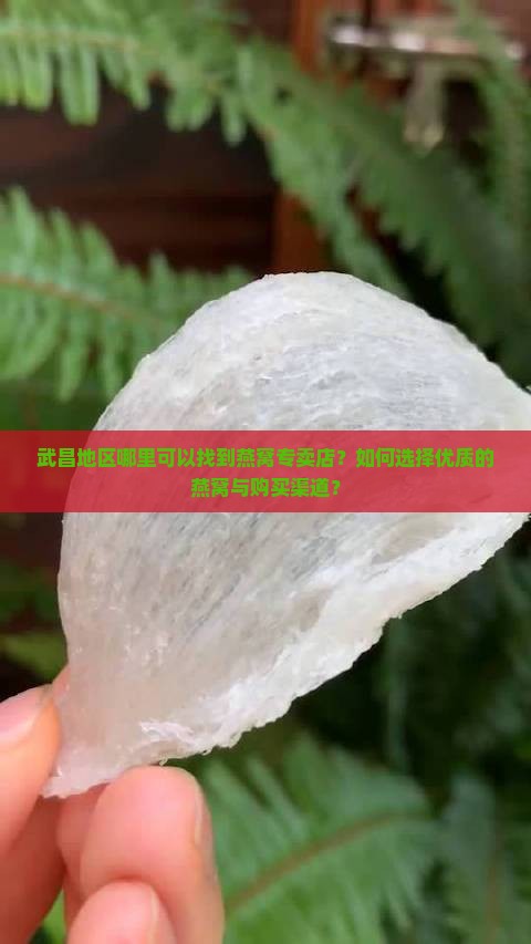 武昌地区哪里可以找到燕窝专卖店？如何选择优质的燕窝与购买渠道？