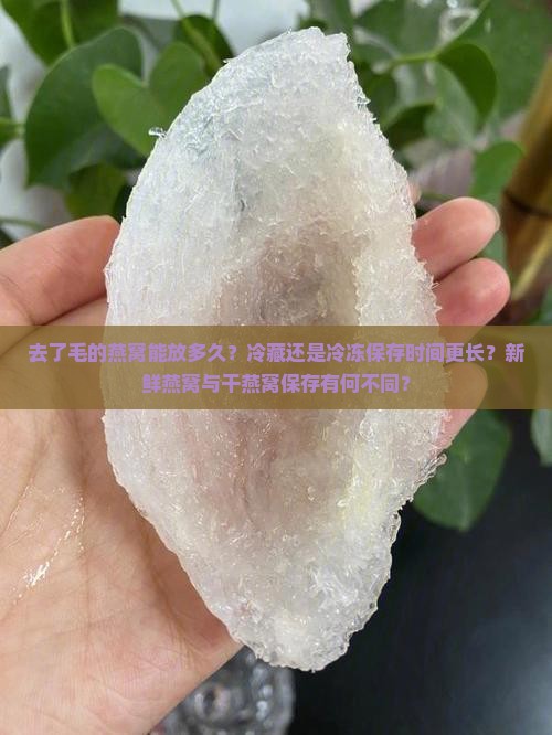 去了毛的燕窝能放多久？冷藏还是冷冻保存时间更长？新鲜燕窝与干燕窝保存有何不同？
