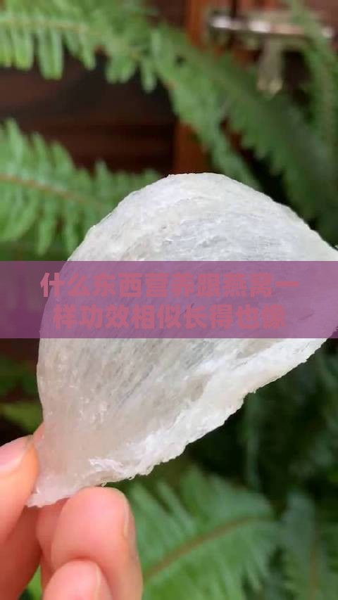 什么东西营养跟燕窝一样功效相似长得也像