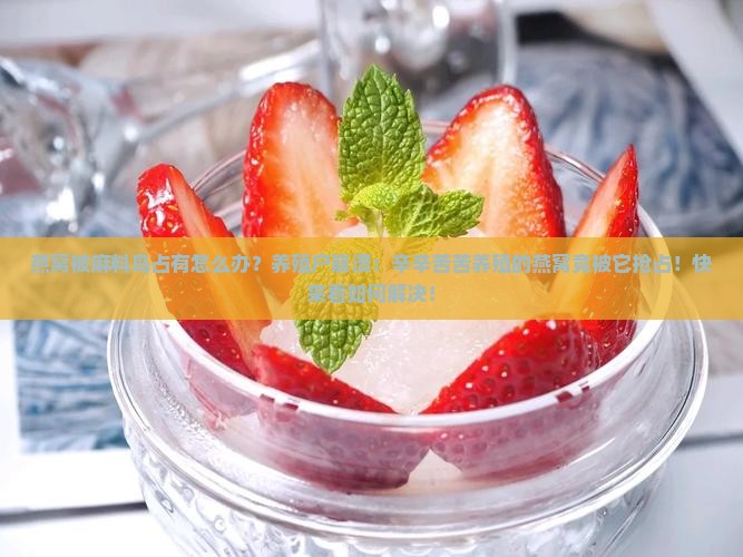 燕窝被麻料鸟占有怎么办？养殖户崩溃：辛辛苦苦养殖的燕窝竟被它抢占！快来看如何解决！