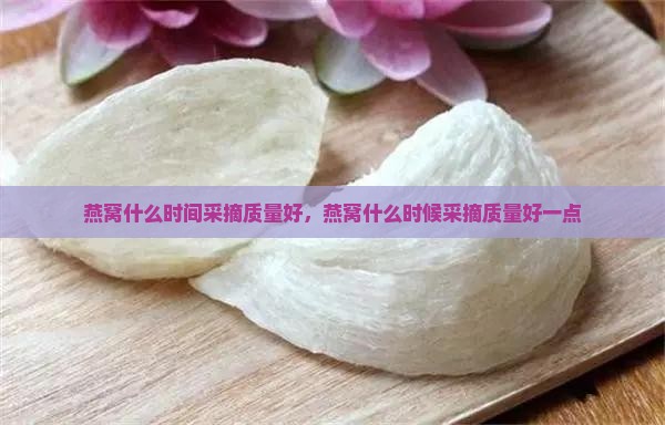 燕窝什么时间采摘质量好