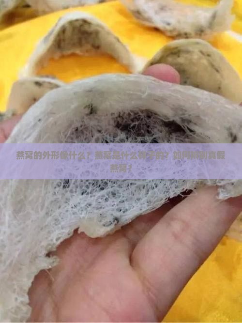 燕窝外形像什么样子的