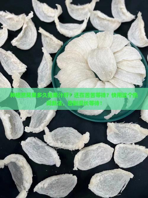 种植燕窝果多久挂果汁好