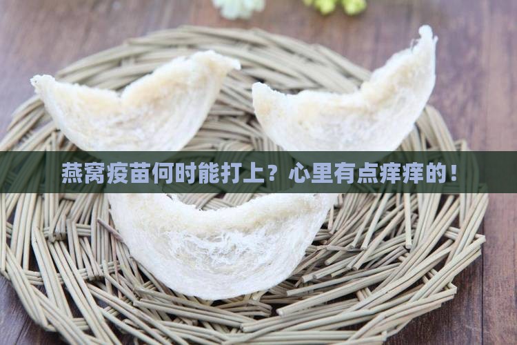 什么时候可以打燕窝疫苗