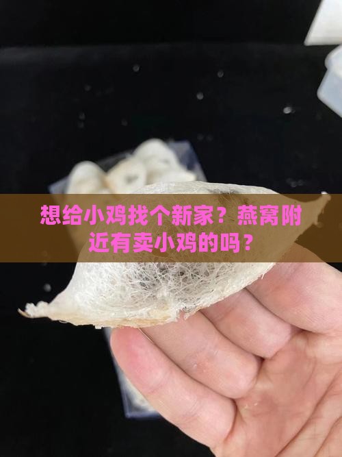 燕窝哪里有卖小鸡的地方