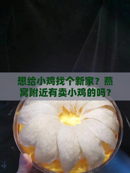 燕窝哪里有卖小鸡的地方