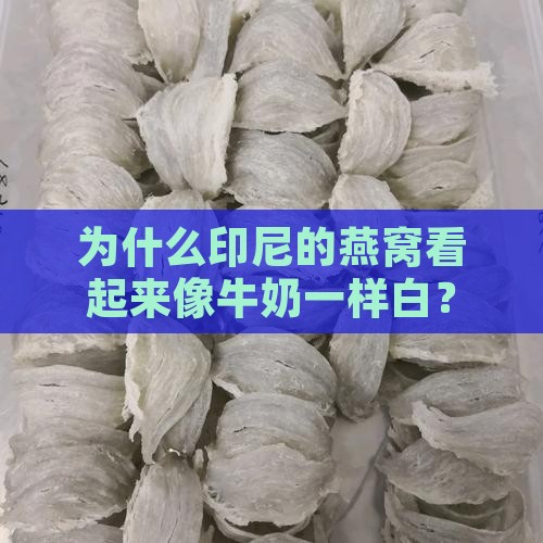 为什么印尼的燕窝偏白呢