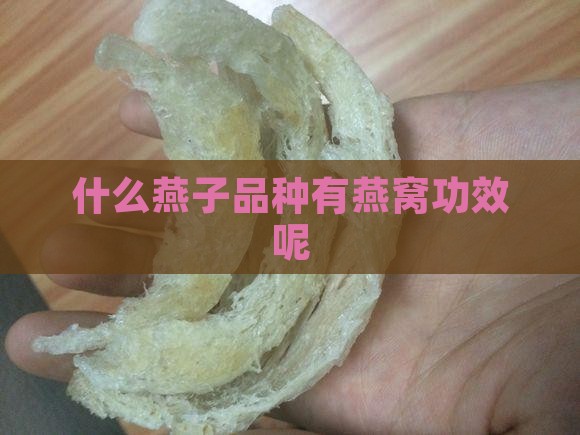 养什么燕子有燕窝功效呢