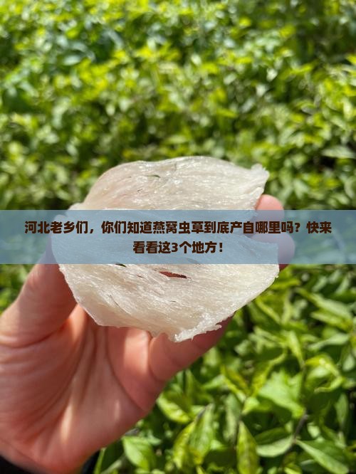 河北燕窝虫草产地是哪里