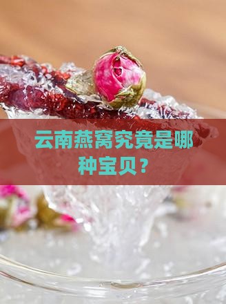 云南燕窝属于什么品种的