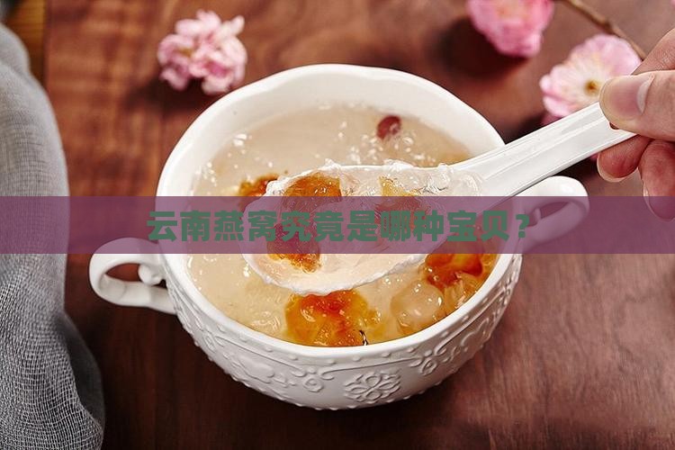 云南燕窝属于什么品种的