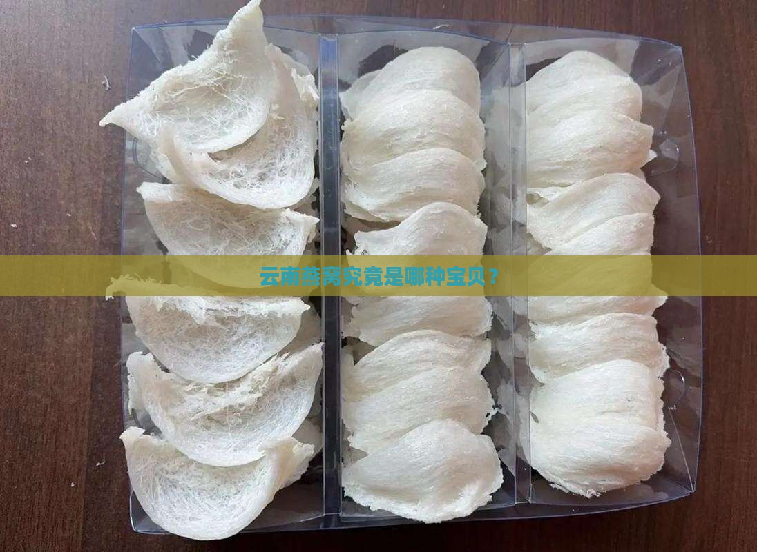 云南燕窝属于什么品种的