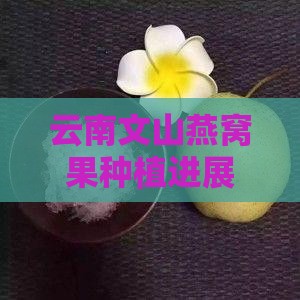 文山种植燕窝果怎么样了