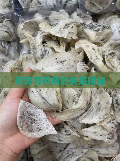 燕窝旁边的部位叫什么