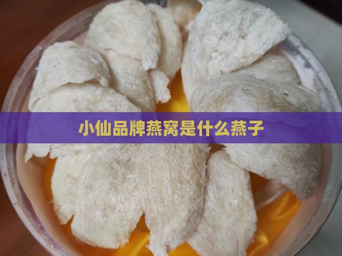 小仙炖燕窝是什么燕子