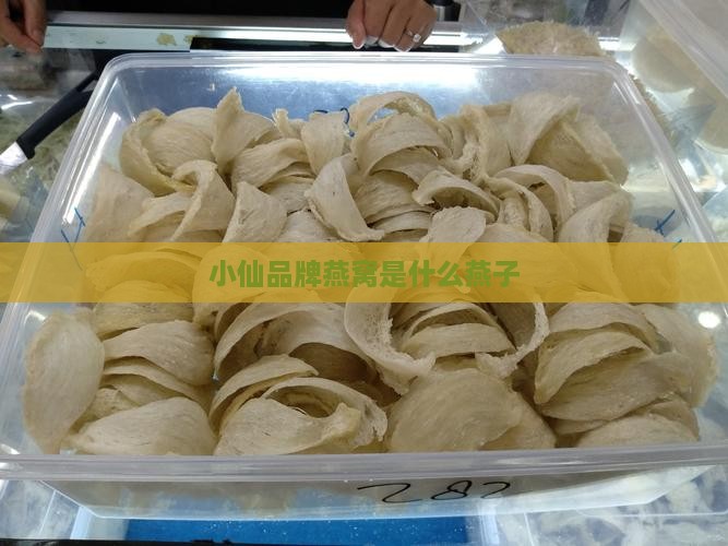 小仙炖燕窝是什么燕子