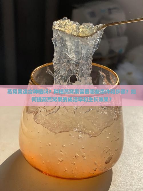 适合种燕窝果吗怎么种的