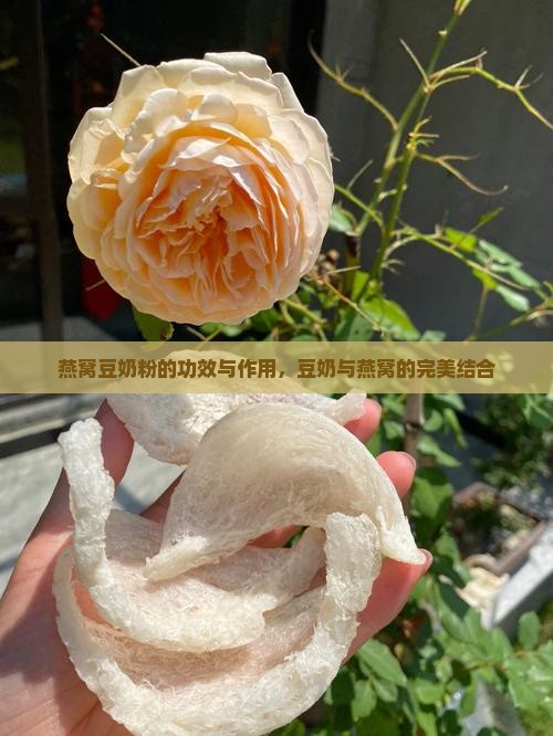 燕窝豆奶粉有什么营养