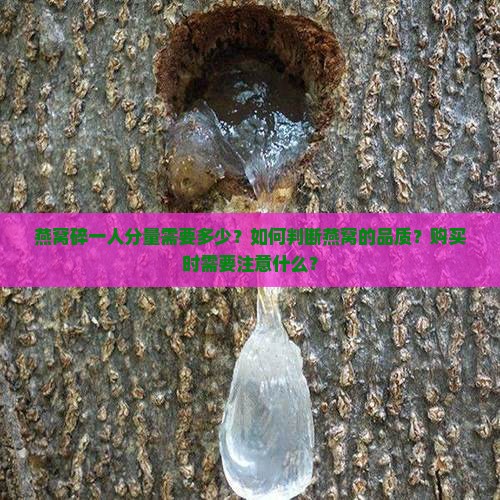 燕窝碎一人分量需要多少？如何判断燕窝的品质？购买时需要注意什么？