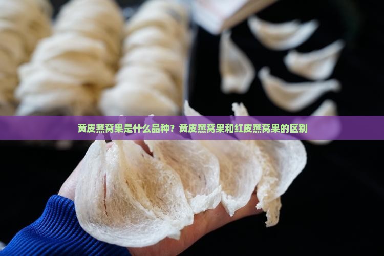 黄皮燕窝果是什么品种？黄皮燕窝果和红皮燕窝果的区别
