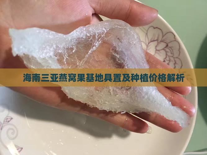 海南三亚燕窝果基地具置及种植价格解析