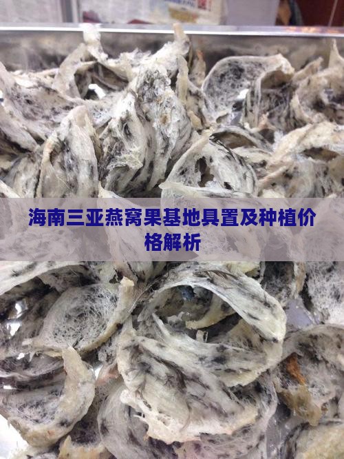 海南三亚燕窝果基地具置及种植价格解析