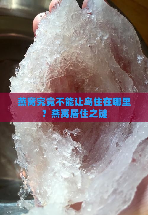 燕窝究竟不能让鸟住在哪里？燕窝居住之谜